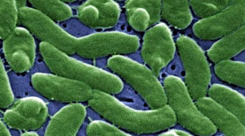 Deadly 'flesh-eating' bacteria on the rise in United States। Sangbad Pratidin