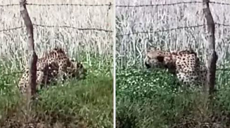 Cheetah from Namibia sneaks out of Kuno National Park। Sangbad Pratidin