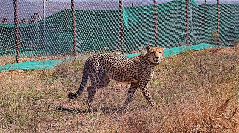 Madhya Pradesh: Third Cheetah Dies At Kuno National Park | Sangbad Pratidin
