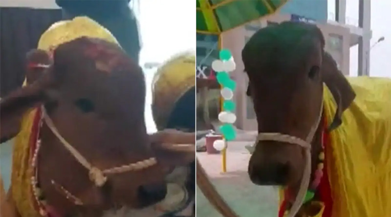 Cow Made Guest Of Honour and Inaugurates Organic Restaurant In Lucknow | Sangbad Pratidin