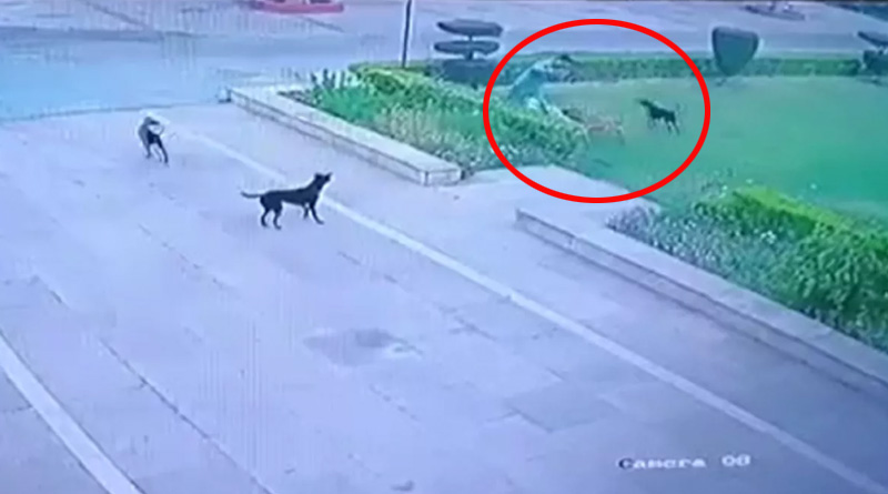 Man Mauled To Death By Stray Dogs at AMU Campus Incident Caught on Camera in UP | Sangbad Pratidin