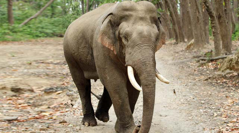 Here is How 'Gajraj AI' will protect elephants from train accidents | Sangbad Pratidin