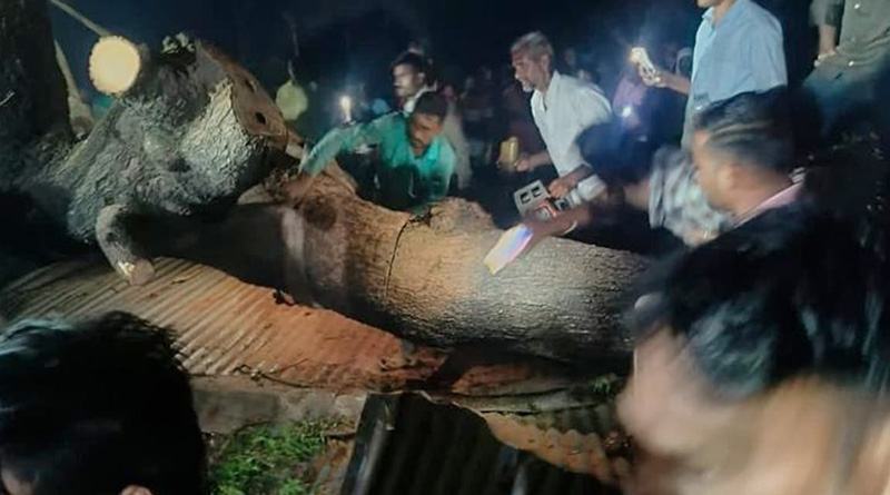 Tree uprooted in front of Maharashtra Temple during puja, 7 died | Sangbad Pratidin