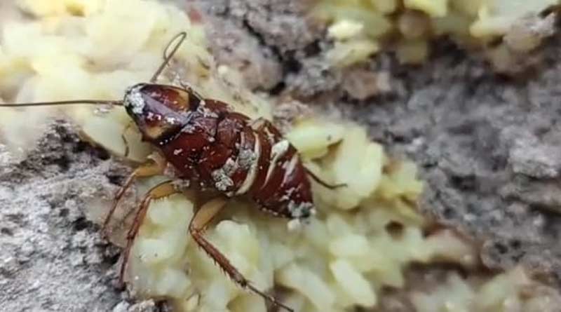 Cockroach In Biryani! Hyderabad Restaurant Told To Pay Rupees 20 thousand As Compensation | Sangbad Pratidin