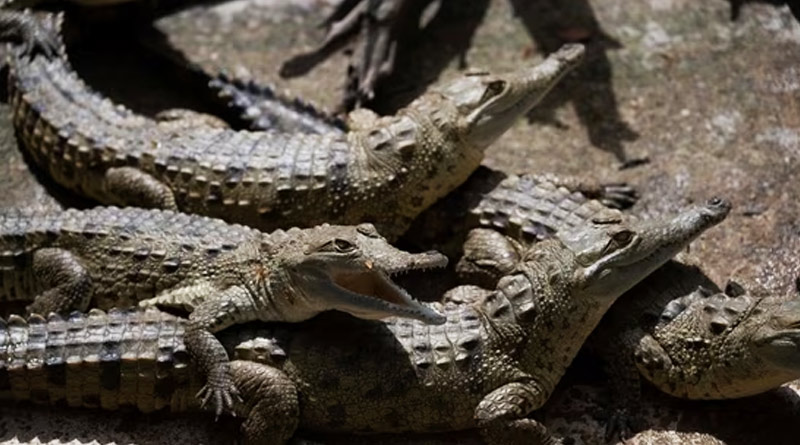 Video Shows Boat Sailing Past Hundreds Of Crocodiles | Sangbad Pratidin
