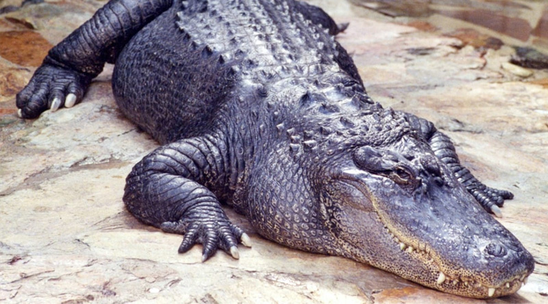 This Florida Man Loses his Arm In Alligator Attack Outside A Bar | Sangbad Pratidin