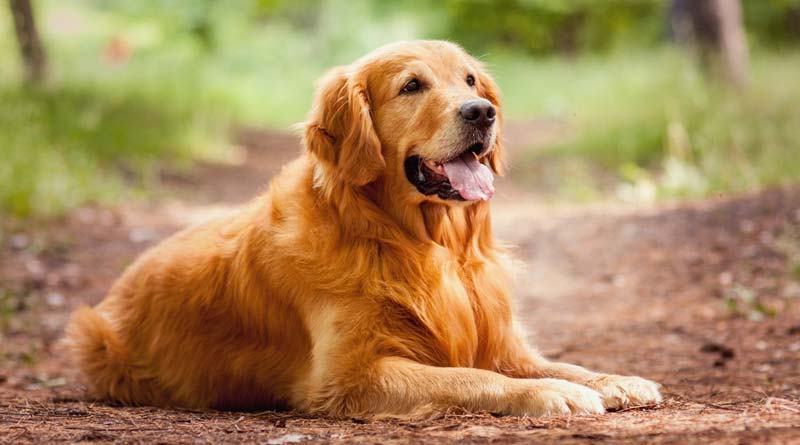 Golden retriever walks 64 km over one month to baack to former owner | Sangbad Pratidin