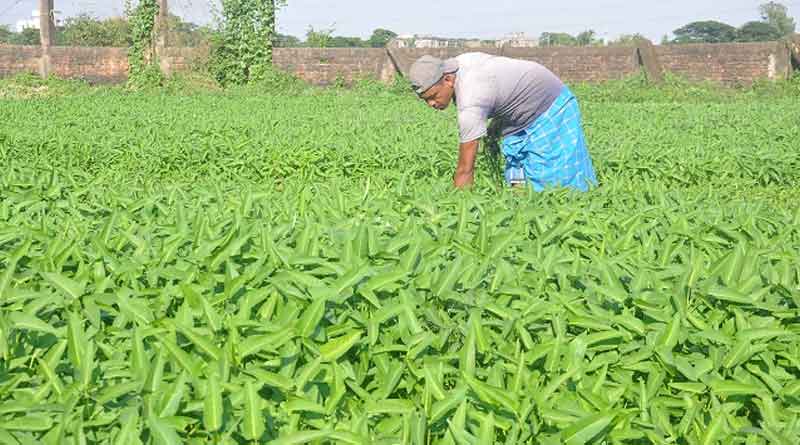 Here are some important facts about spinach । Sangbad Pratidin