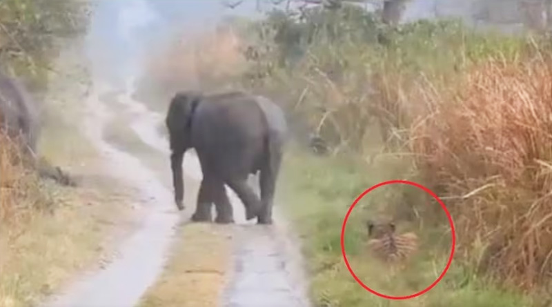 Viral Video of tiger making way for elephant herd to pass leaves Internet surprised | Sangbad Pratidin