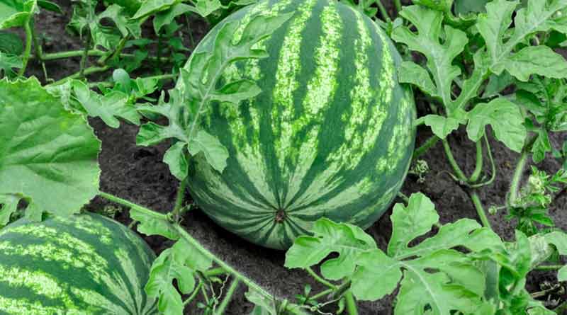 Watermelon