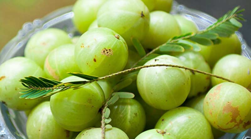 Scientific suggestion for larger production of Amla | Sangbad Pratidin