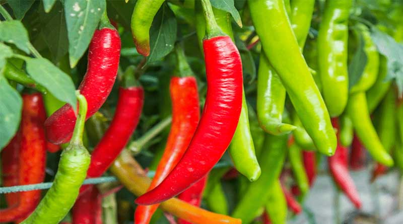 Chilli burn! Bangladesh markets witness massive prrice surge | Sangbad Pratidin