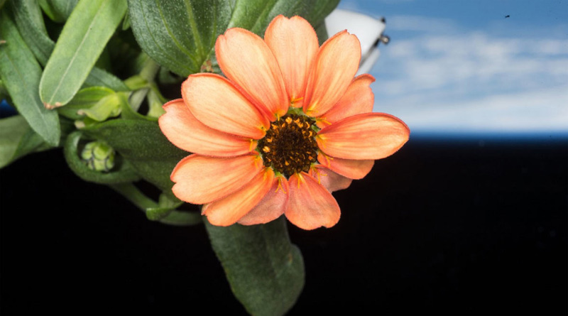 NASA has recently shared a beautiful image of a flower grown on the International Space Station। Sangbad Pratidin