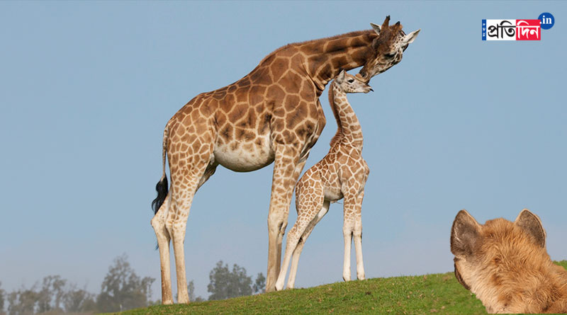 Viral Video: Mother Giraffe Chases Hyena Away To Protect Her Calf | Sangbad Pratidin