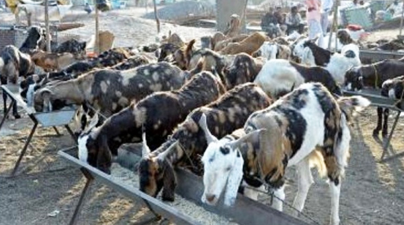UP Man's Two Goats will Allah inscribed sold in Lucknow for rupees 51 lakhs | Sangbad Pratidin