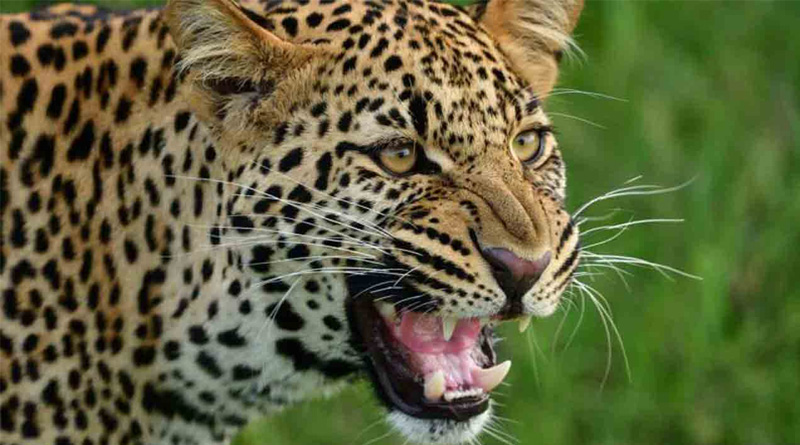 This Granny fights off leopard to save 4 year old grandkids in Uttarakhand