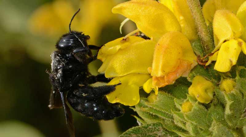 Here are some important facts over buzz pollination । Sangbad Pratidin