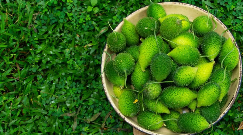 Why you shhould eat spiny gourd, read expert oopinion| Sangbad Pratidin