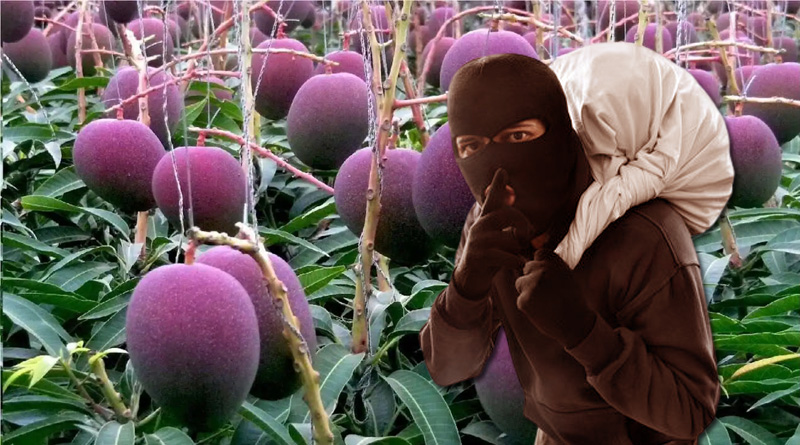 4 Mangoes worth rupees 2.5 lakh/kg stolen from Odisha orchard | Sangbad Pratidin