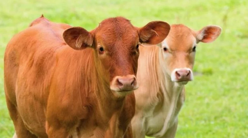 Skilled Cow of America Performs exceptional Tricks, Set World Record | Sangbad Pratidin