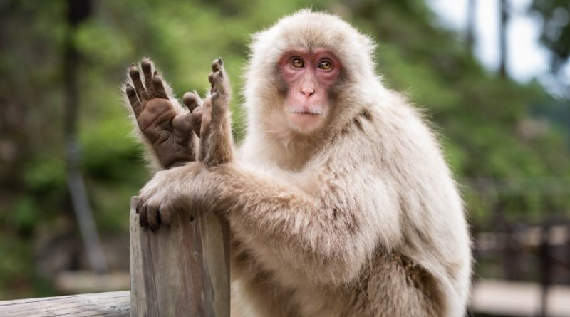 Most Wanted monkey with 21 thousand bounty, caught by forest department | Sangbad Pratidin
