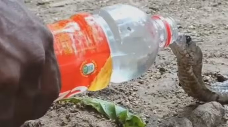 Viral Video of Man gives water to cobra straight from bottle | Sangbad Pratidin