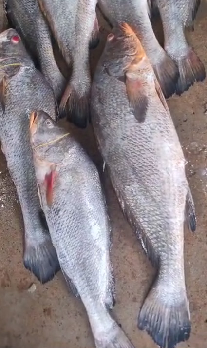 Digha-Fish-1