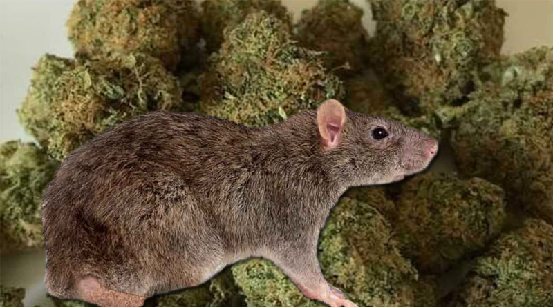 Now Rats eat up 22kg of ganja in Chennai police store and two accused walk free | Sangbad Pratidin