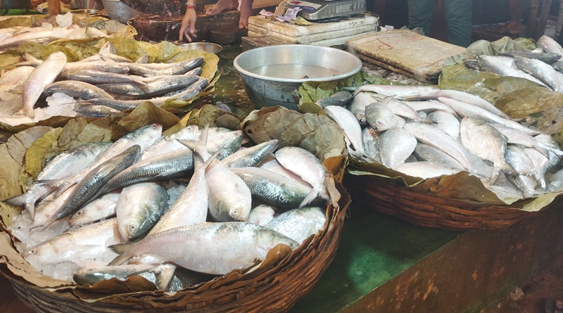 Exclusive: Danger increases for Hilsa Fish, and its taste is also deteriorating, Here is Details 2