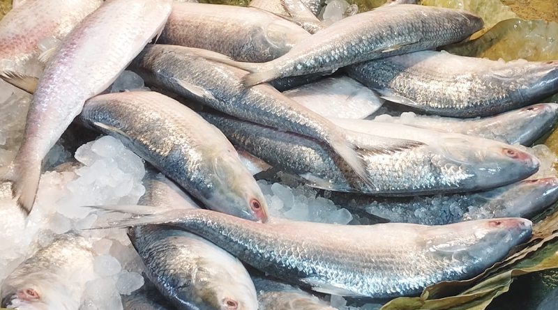 5 thousand ton hilsa fish from Bangladesh likely to be available in West Bengal in Durga Puja