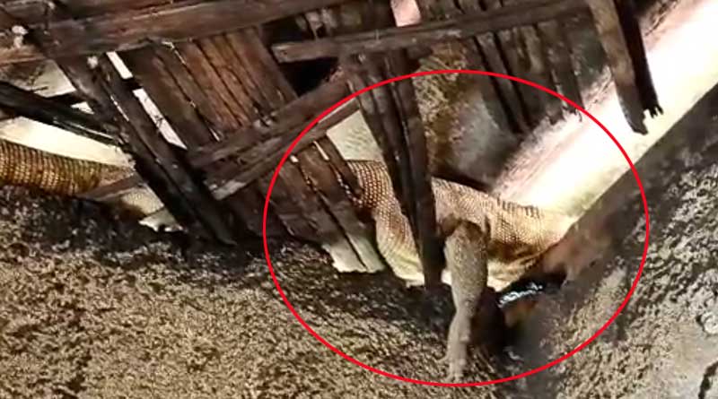 Yellow monitar Lizard is getting sick after stuck into a Kitchen in Jalpaiguri, later rescued | Sangbad Pratidin