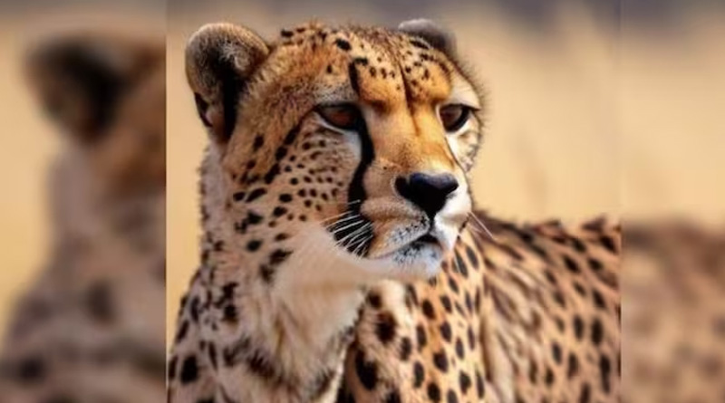 Another cheetah dies at Kuno National Park। Sangbad Pratidin