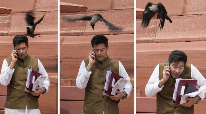 AAP Leader Raghav Chadha 'attacked' by crow outside Parliament and BJP takes jibe | Sangbad Pratidin