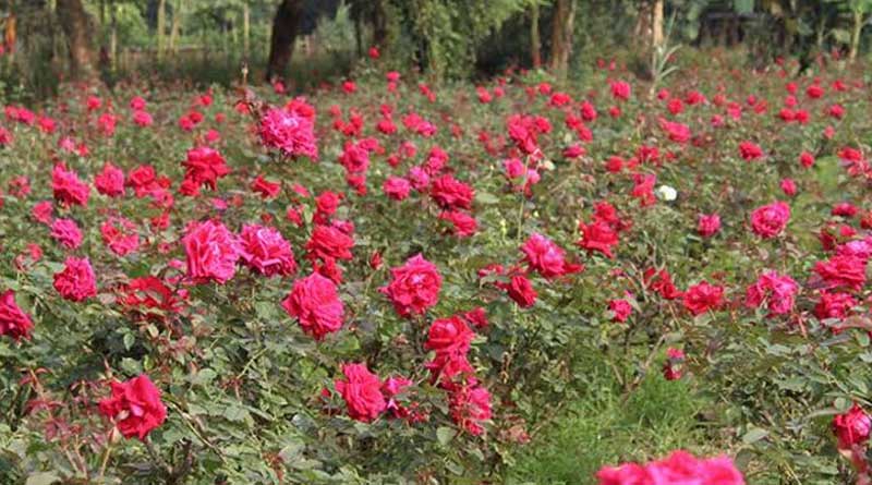 Huge production and no demand for weddings, price of rose and and tuberose gone up | Sangbad Pratidin