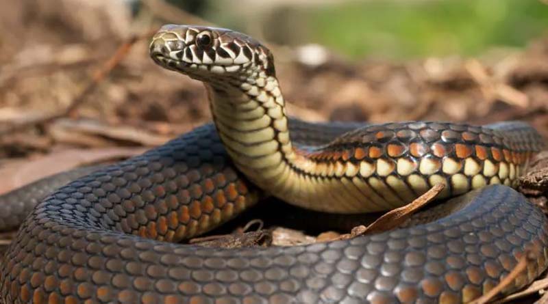 This Man sleeping on field escapes death after cobra slithers into his shirt | Sangbad Pratidin