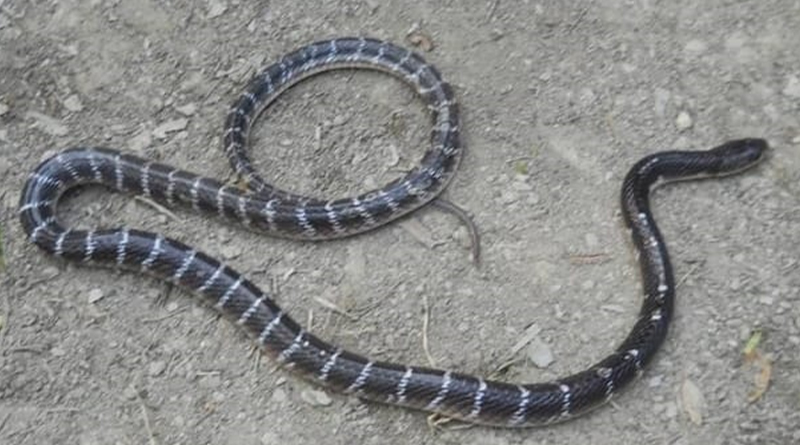 Exclusive: Breaking the myth about Snake Bites, Binding increases the possibility of death! what to do to save life? 1