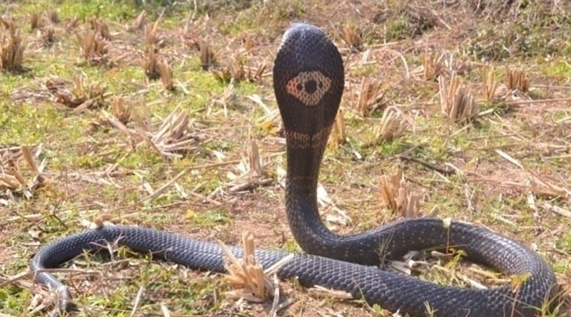Exclusive: Breaking the myth about Snake Bites, Binding increases the possibility of death! what to do to save life? 3