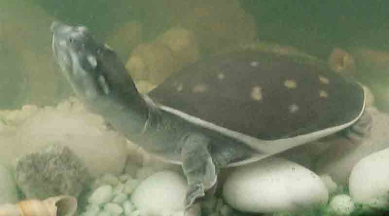 College student rescued 2 Tortoise sold in Hooghly Market | Sangbad Pratidin