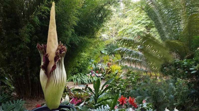 'Smells like rotting flesh', rare corpse flower blooms in California। Sangbad Pratidin