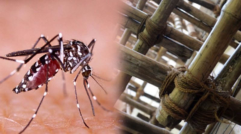 Dengue likely to spread from Durga Puja pandals | Sangbad Pratidin