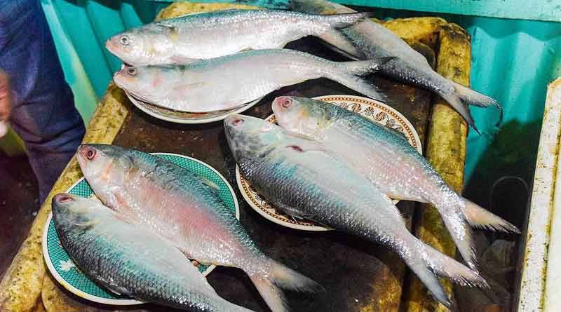 West Bengal govt mulls plan to impose temporary ban on Hilsa catching। Sangbad Pratidin
