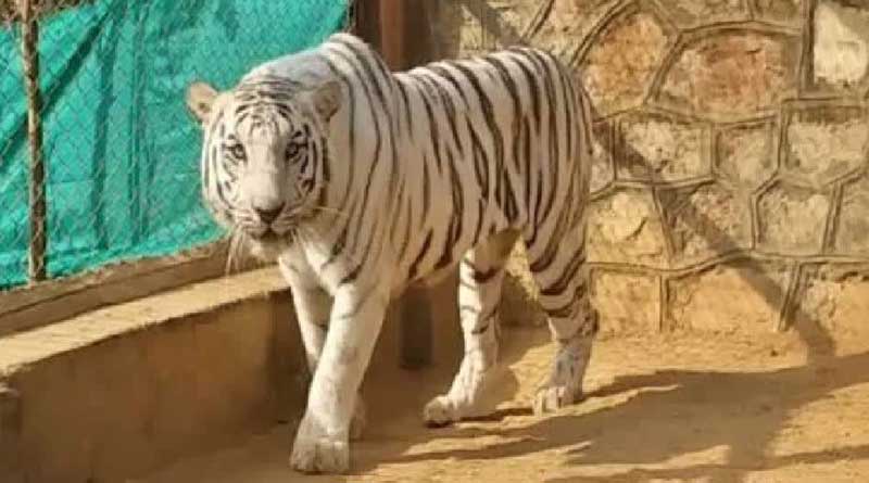 CCTV cameras to be installed Bengal Safari Park to observe Tigers and other mammals' activities | Sangbad Pratidin