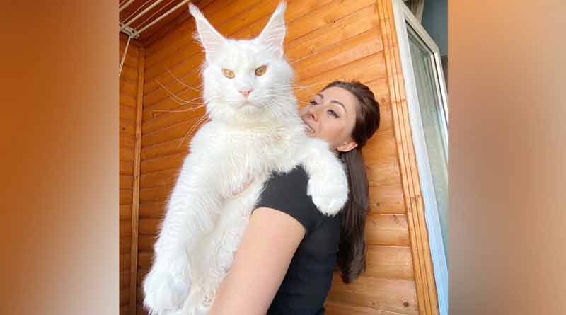 A cat is tall as 4 year old child, goes viral। Sangbad Pratidin