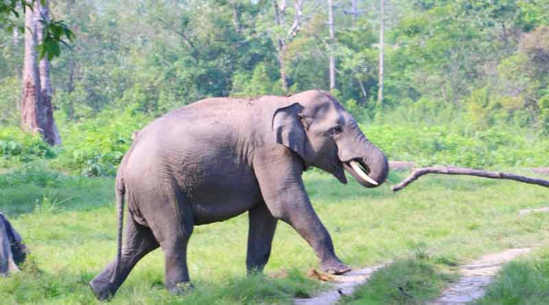 Forest department employees assaulted after jumbo rampage, FIR filed | Sangbad pratidin