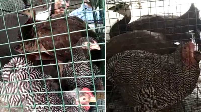 BSF arrested youth with peacocks that were about to poach from Nadia border | Sangbad Pratidin