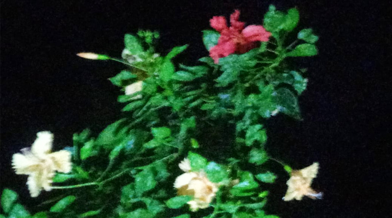East Burdwan's amazing Hibiscus Flower tree | Sangbad Pratidin