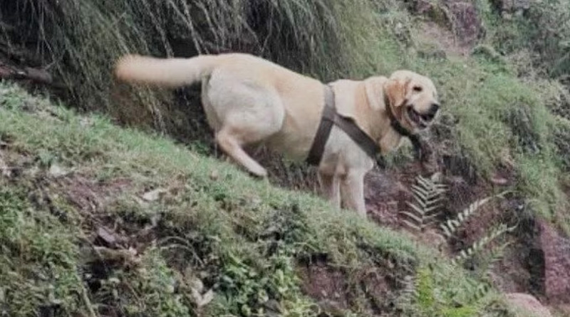 6 year old Army dog Kent dies while protecting soldier during encounter in Jammu and Kashmir | Sangbad Pratidin