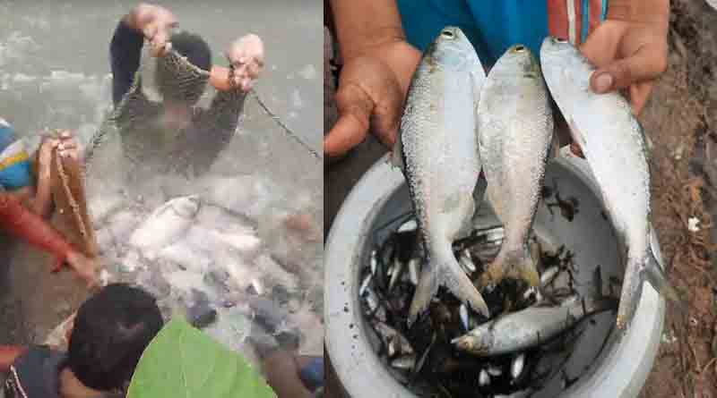 Hilsa fish found from lake of Tamluk | Sangbad Pratidin