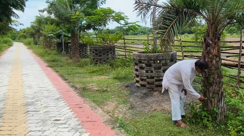 Suri graveyard to get 20 date tree from Saudi Arabia | Sangbad Pratidin