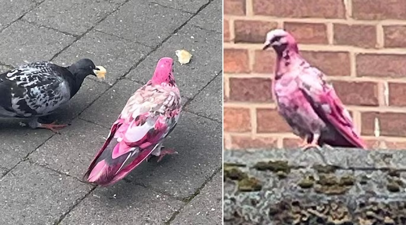 This Pink pigeon spotted in UK's Manchester leaves Internet surprised | Sangbad Pratidin